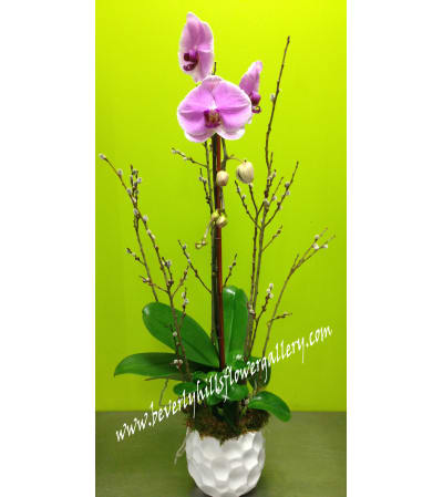 Pink Phalanopsis Orchid