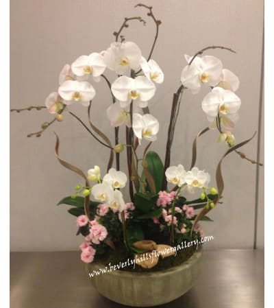 Orchid Garden