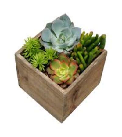 Succulent Garden