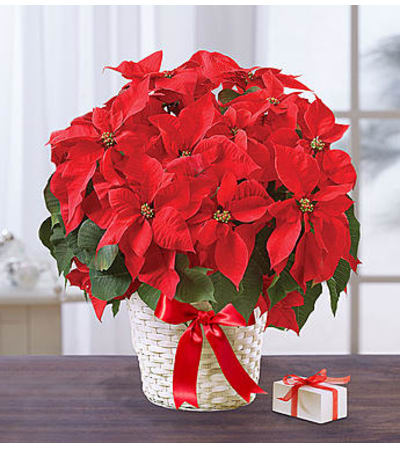 Poinsettia Plant
