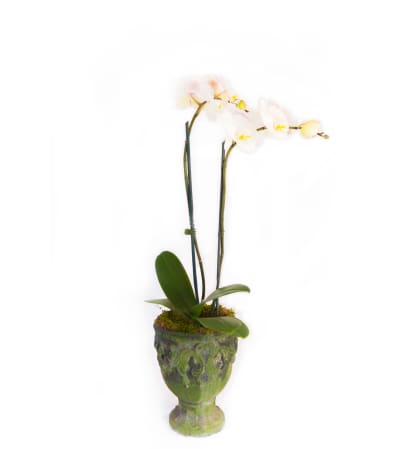 Double Blooming Orchid