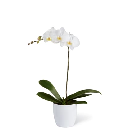 The FTD® White Orchid Ceramic Planter