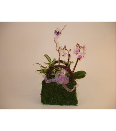 Mini Orchids in a Purse (Small)