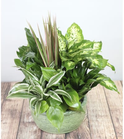 Small Dishgarden by Kirk's