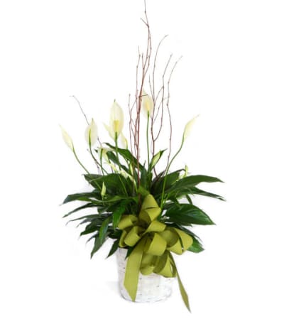 Peace Lily