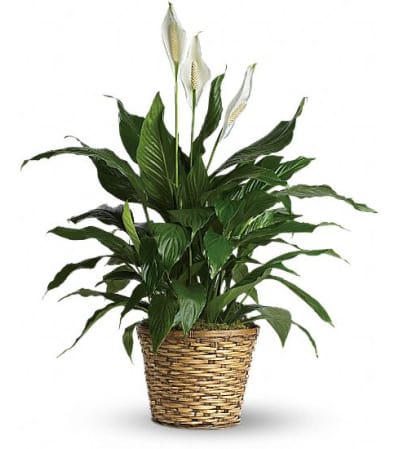 peaceful spathiphyllum