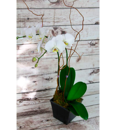 Classy Orchid
