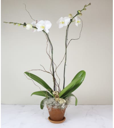 Old City's Classic Orchid