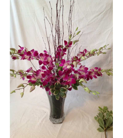 Graceful Orchids