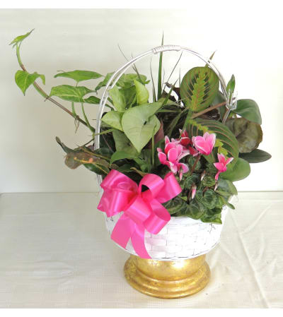 Blooming Basket Dishgarden