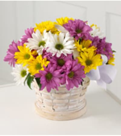 Lazy Daisies
