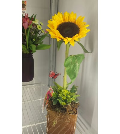 Sunflower