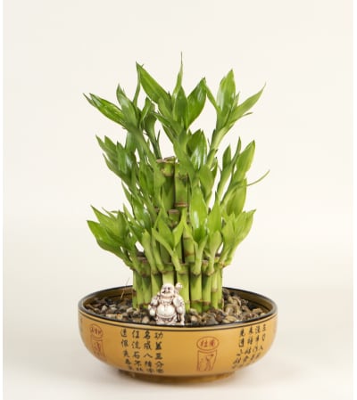 Bamboo Plant with Buddha