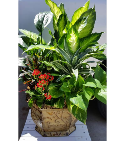 Style Elements Dish Gardens