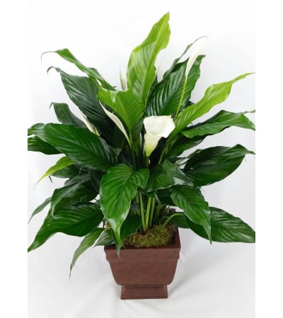 Plantastic! Peace Lily