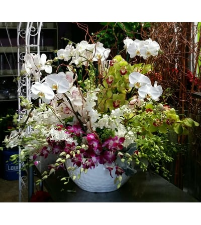 Magnificent Orchids #2