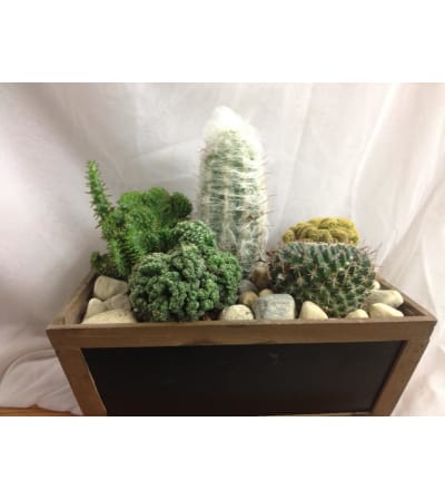 Custom Cactus Garden