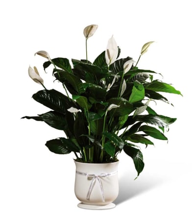 The FTD® 8 inch Comfort™ Planter