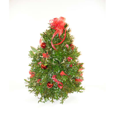 Boxwood Tree