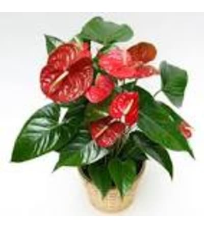 Tropical Anthurium Plant