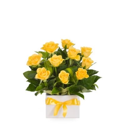the Yellow Dupree Roses