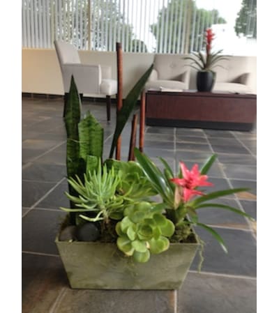 succulent garden