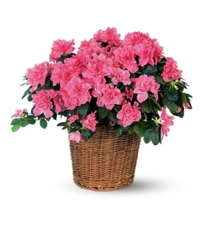 Blooming Azalea