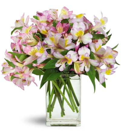 Lively Lilies™