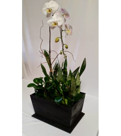 Moon Dance Orchid