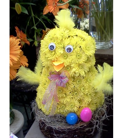 Colony Chick