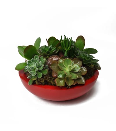 Red Hot Succulent Garden