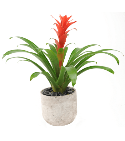 Bromeliad Plant