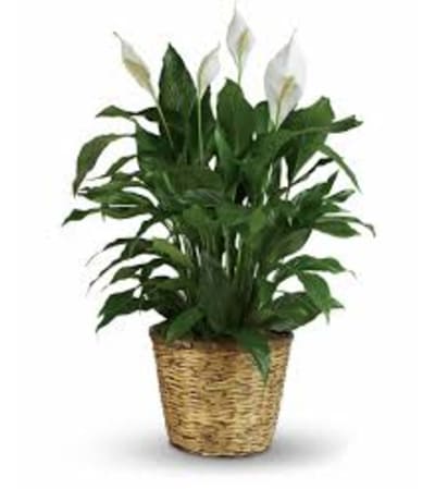 Large Beautiful White Peace Lily Plant