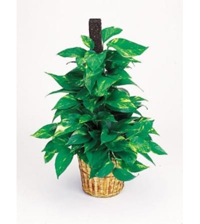 Pothos Pole Plant