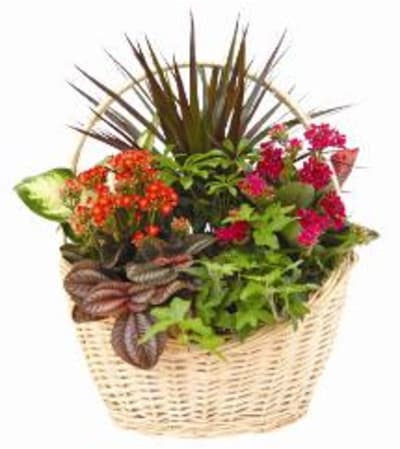 Dish Garden