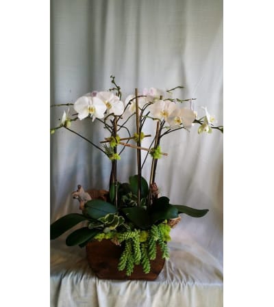 Majestic Orchid