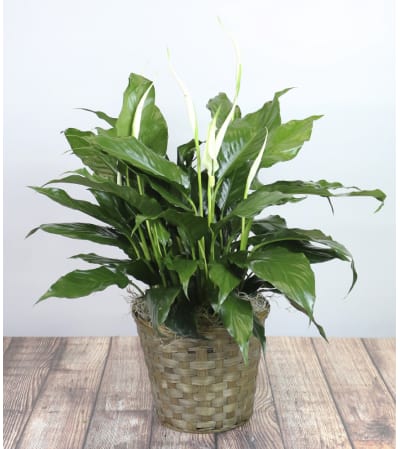 Decorative Spathiphyllum Plant by Kirk's