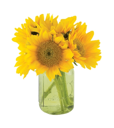 Sunflowers in a jar