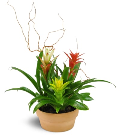 Triple Bromeliad Garden