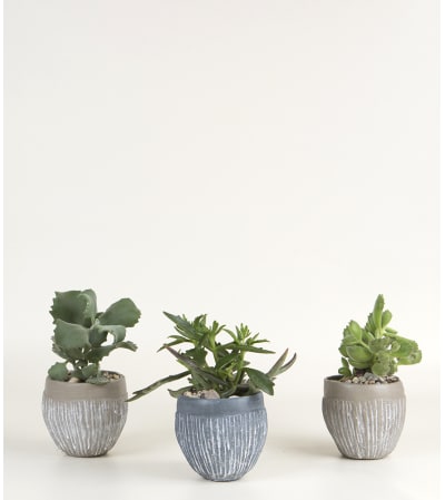 Set of 3 Succulent Plants