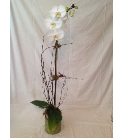 Peaceful Orchid Plant