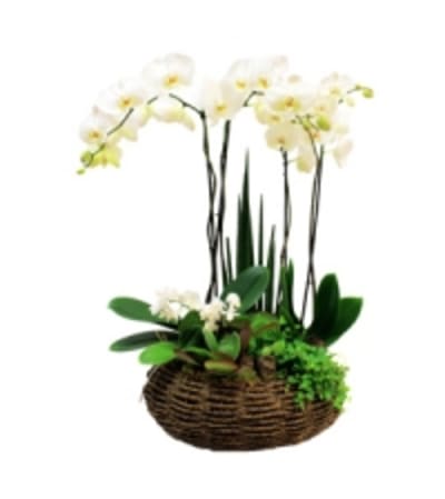 Enlightment of white Orchid