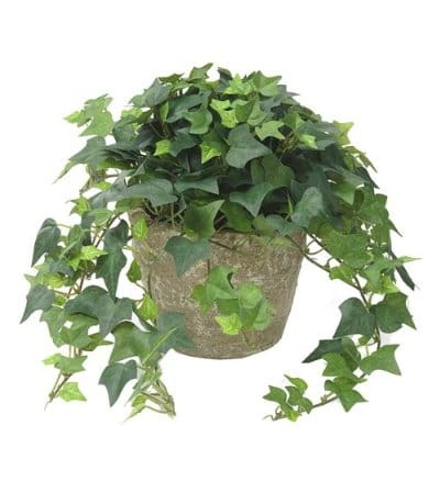 English Ivy