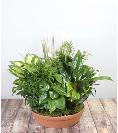 Large Dishgarden by Kirk's