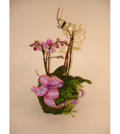 Mini Orchid Basket (Medium)