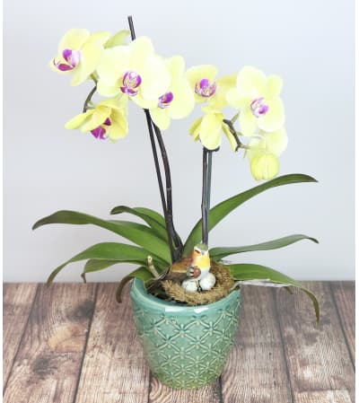 Decorative Orchid Plant