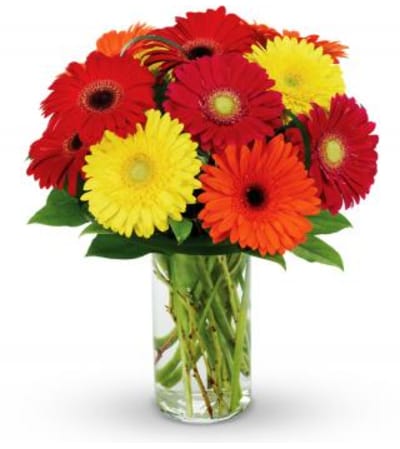 Gerbera Daisy Delight
