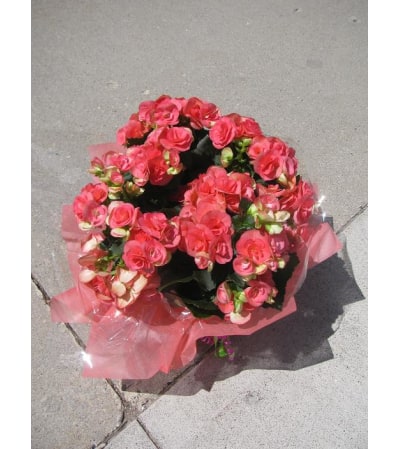 Begonia Flowering Plant