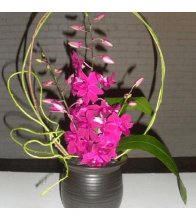 Orchid Stems