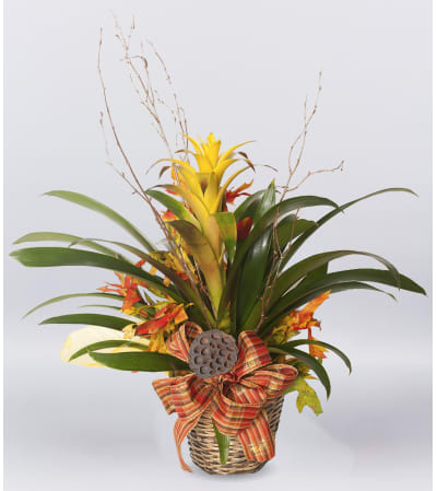 Autumn House Plant